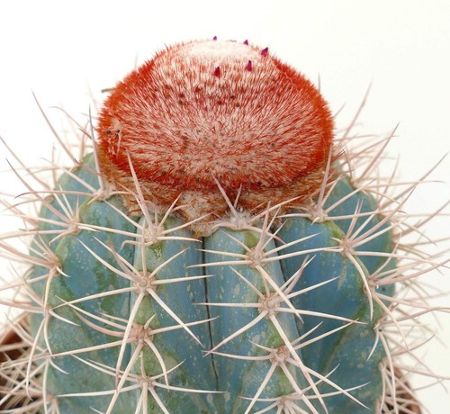 Melocactush azurreus with - melocactush,