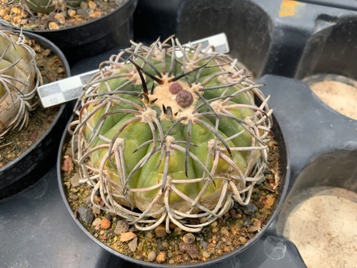 Gymnocalycium spegazzini
